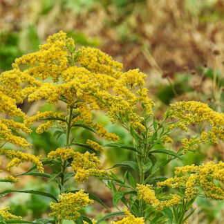 goldenrod