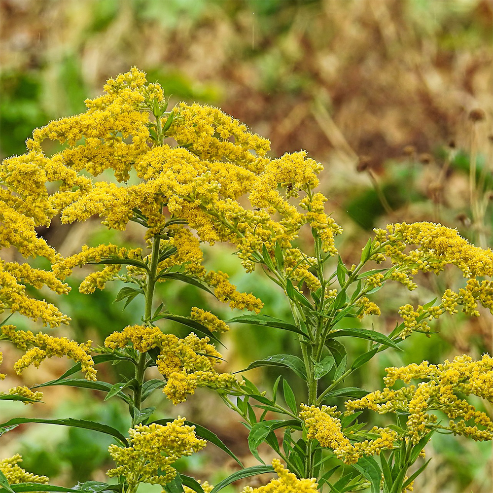 goldenrod