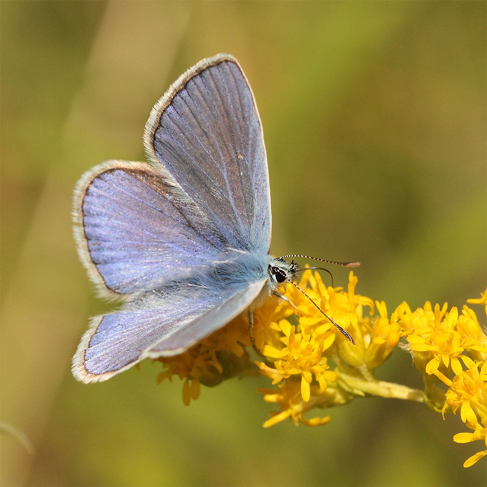 solidago and butterfly