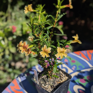 monkeyflower changeling