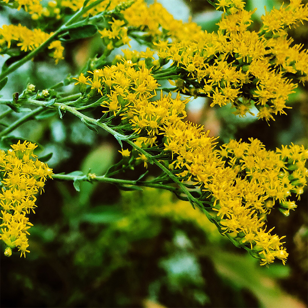 goldenrod