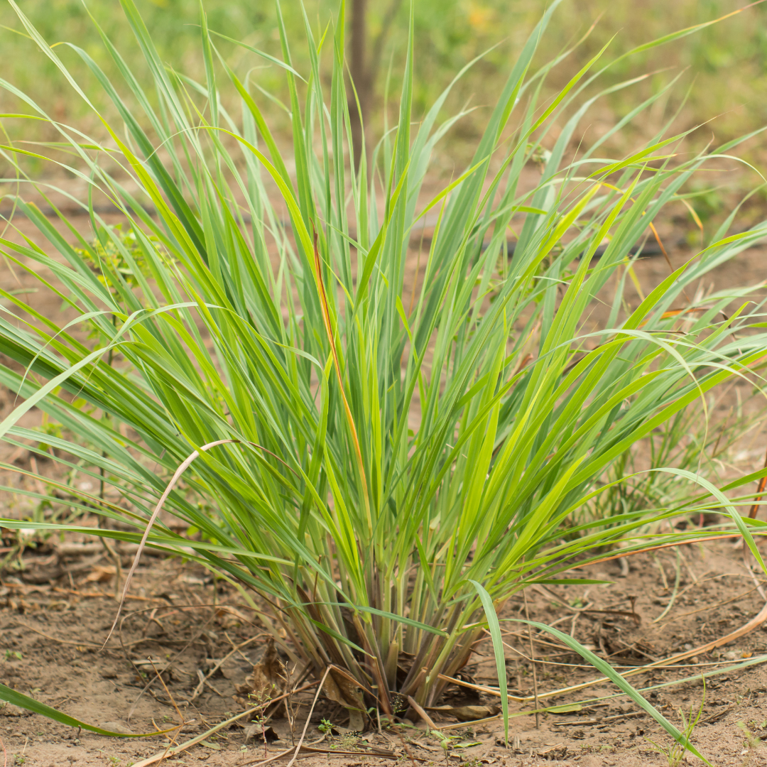 lemongrass mature plant