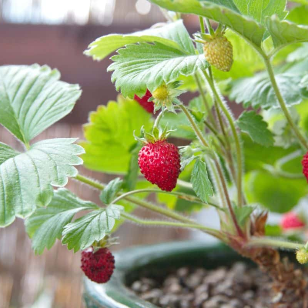 woodland strawberry