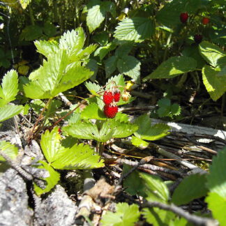 woodland strawberry