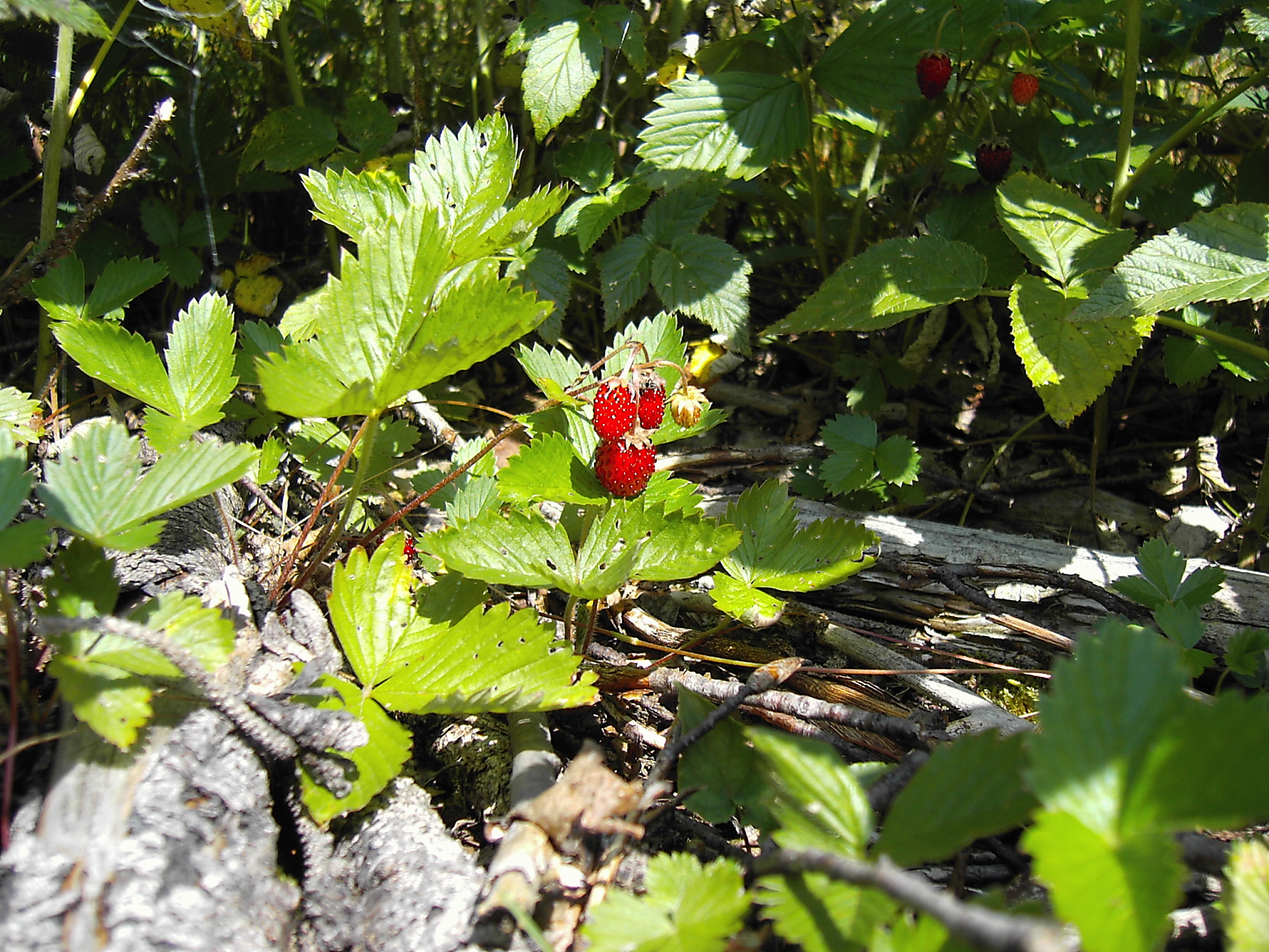 woodland strawberry