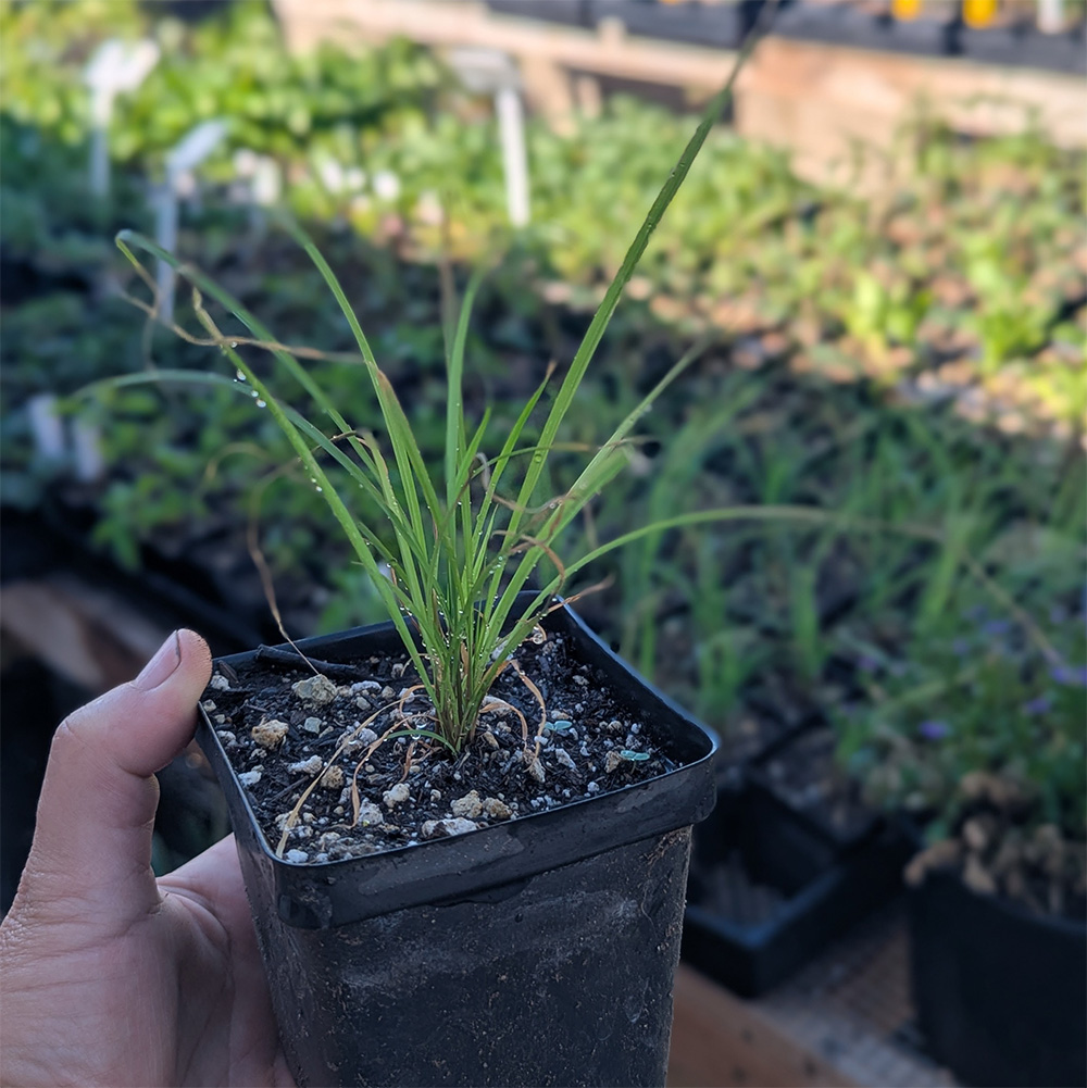 lemongrass seedling