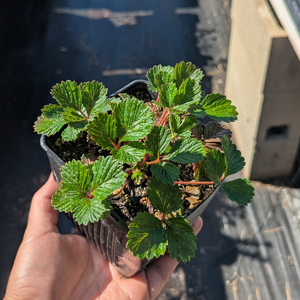 woodland strawberry