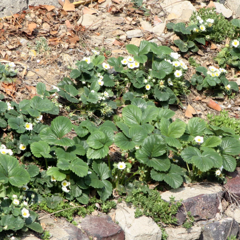 woodland strawberry