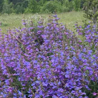 Penstemon Catherine de la Mare