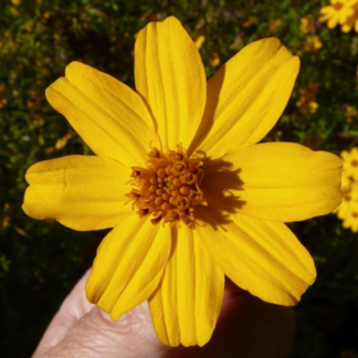 mexican mint marigold_tagates lemonii