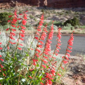 penstemon eatonii