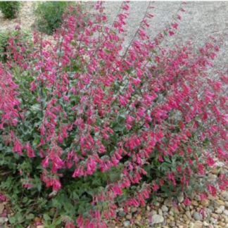 Penstemon-pseudospectabilis-–-Desert-Beardtongue